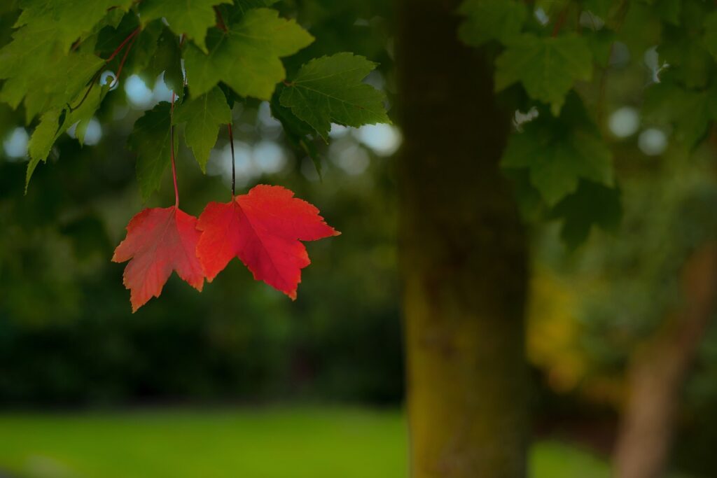 lonely, red, leafs-1784160.jpg