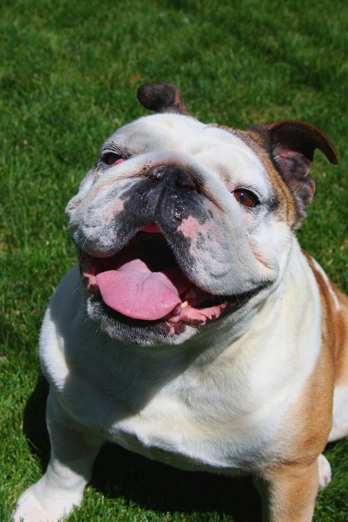 bulldog, bull dog, happy-1275748.jpg